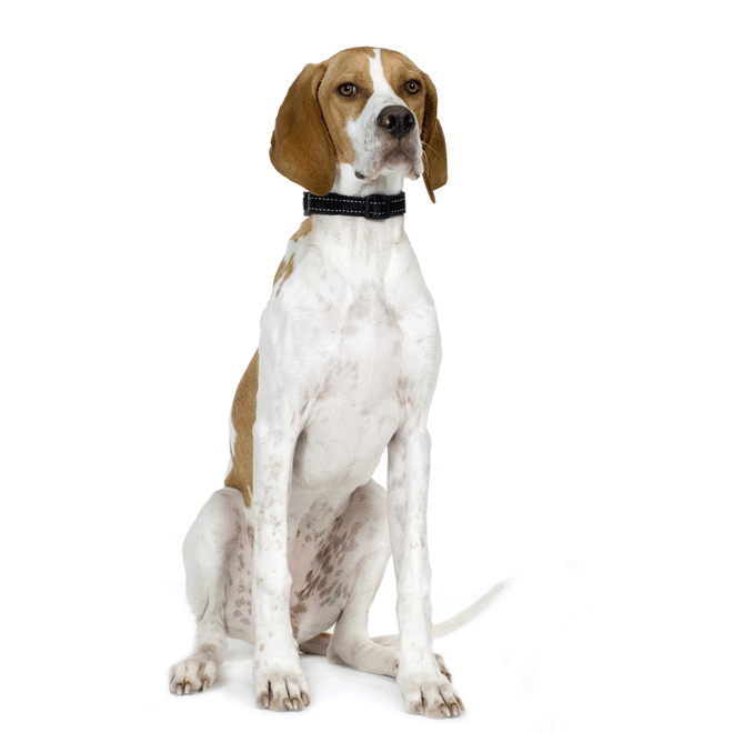 Pointer Aktif Köpek için ProHunter Köpek Maması