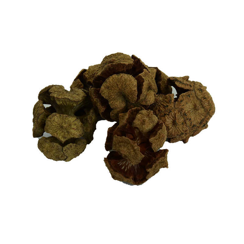LOKMANAVM SELVİ KOZALAĞI DOĞAL LOKMANAVM SELVİ KOZALAĞI DOĞAL