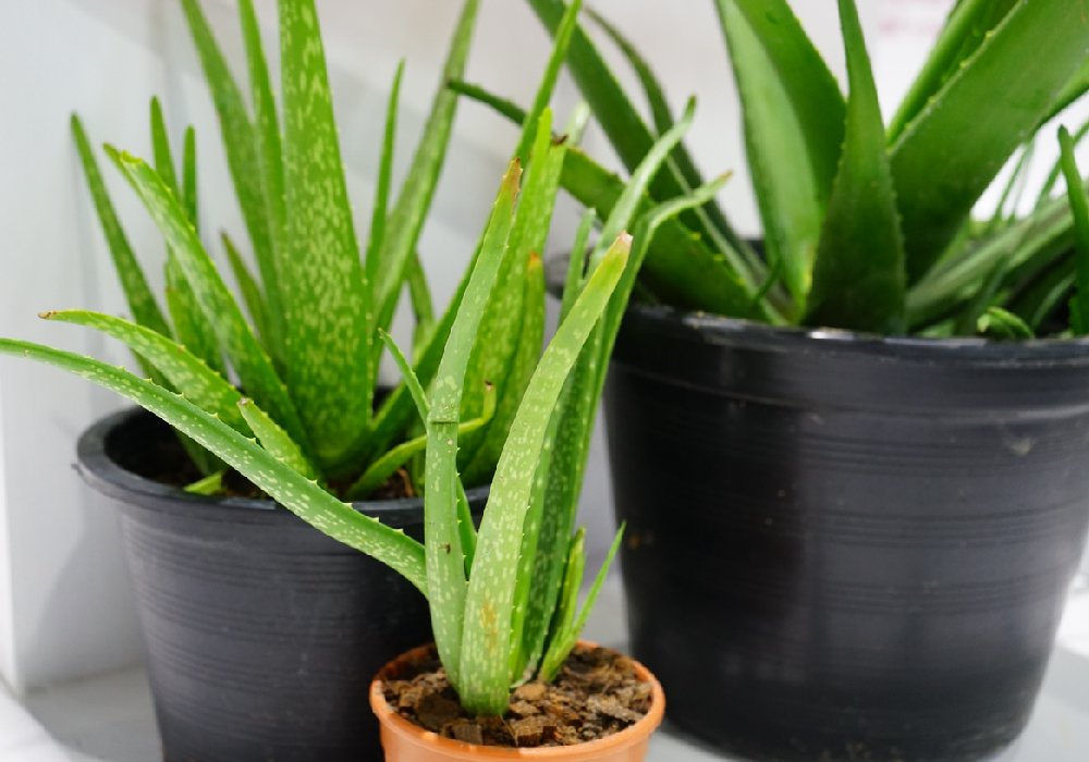 Aloe Vera Bakm Nasl Yaplr?
