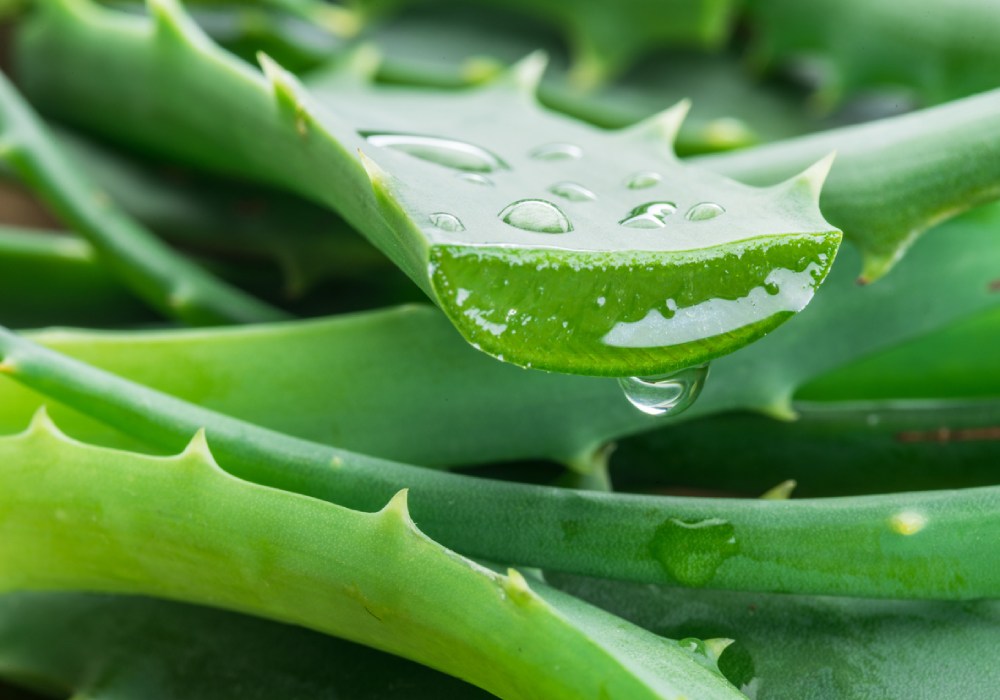 benefici bere aloe vera Succo di Aloe Vera Salugea Integratore 100% puro e biologico main image 1