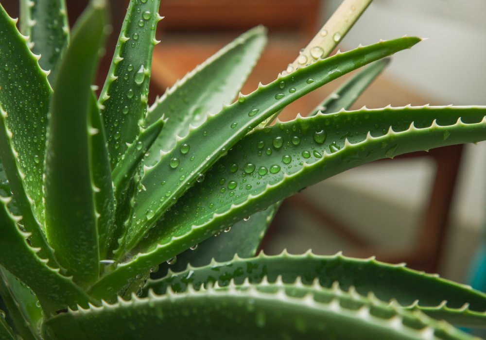 Aloe Vera Bakm Nasl Yaplr?
