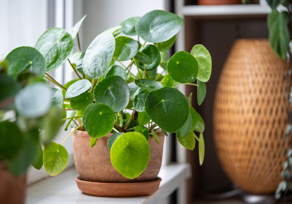 Pilea Bakımı