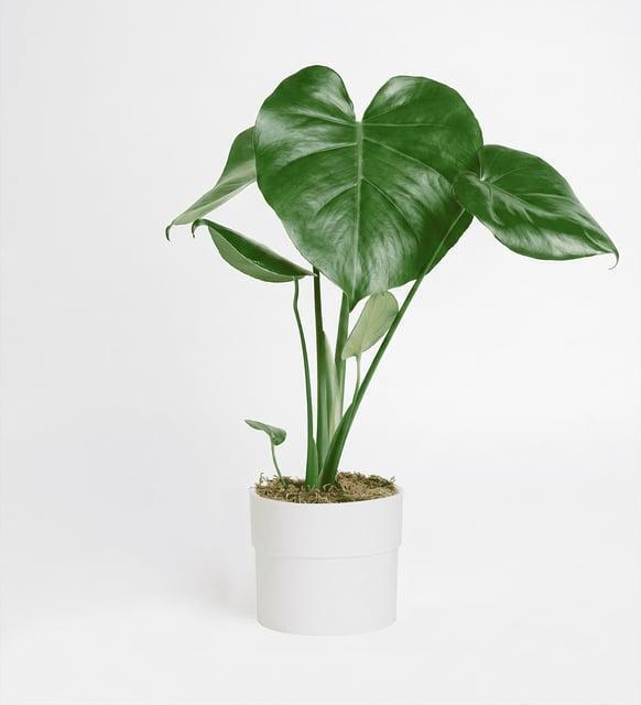 Polimer Saksda Monstera